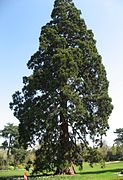A giant sequoia tree (Sequoiadendron giganteum) planted in the Pre-Catalan in the Bois de Boulogne (1852-1858).