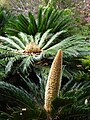 Beispiel für einen weiblichen und einen männlichen Blütenstand eines Palmfarns