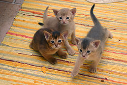 Photograph of three Abyssinian kittens, showing three different coat colors: ruddy, fawn, and blue
