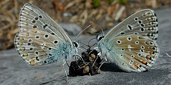 Two butterflies feed on a small lump of feces lying on a rock