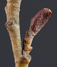 Alnus glutinosa bud