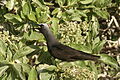 Image 34Black noddy calling at colony (from Funafuti Conservation Area)