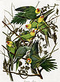 Karolinasittich der einzige nordamerikanische Papagei