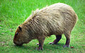 A capybara grazing at Hattiesburg Zoo