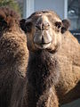 08 Camelo (Kamel) 29-30-31-32