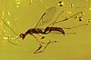 female Dryinus grimaldi wasp