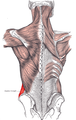 Posterior view of muscles connecting the upper extremity to the vertebral column. Posterior part of abdominal external oblique muscle labeled.