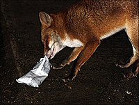 An urban red fox eating from a bag of biscuits in Dorset, England