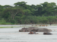 Wild hippopotamuses at Kibira National Park
