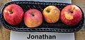 Jonathan (Apfel)