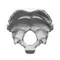 Occipital bone inner surface (basion shown in red)