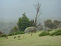 Landscape with kangaroos