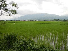 Another view from the fields of eastern Pangasinan
