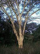 A fever tree planted outside of its natural range at Ilanda Wilds