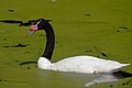 Black-necked swan at the Centre