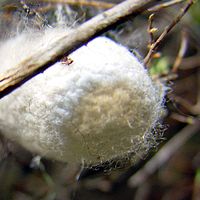 A closeup of a small white silk cocoon held between two twigs. It has a texture similar to an uneven cloud layer, and fine fibres can be seen covering its surface.
