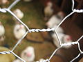 Chicken wire fencing