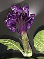 Datura metel 'Fastuosa' - Mature flower, viewed from beneath to show ribbing of purple corolla tube
