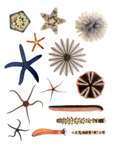 Various Echinodermata from all extant classes.