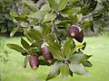 Blätter und reife Eichel (Quercus ilex subsp. ilex).