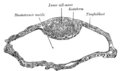 Blastodermic vesicle of Vespertilio murinus.