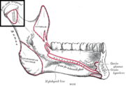 Inner surface of mandible. Condyloid process is at upper left.
