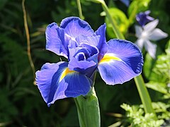 Dutch Iris - Iris x hollandica