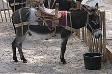 a small dark-coloured donkey fitted with a small wooden saddle