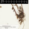 Root system of Symphyotrichum lateriflorum plant with no rhizomes, under 25 roots serving four stems, caudex width is about 4 centimeters, longest root is about 8 centimeters.
