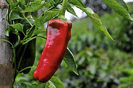 Chili pepper intercropped with coffee in Colombia's southwestern Cauca Department