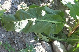 Gemüse-Ampfer in Frankreich (Rumex longifolius)