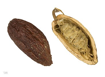 T. cacao fruit, dried