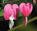 Featured picture: Dicentra