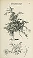 Pendulous "cork-barked field elm", U. campestris suberosa, from Arboretum et Fruticetum Britannicum (1854)