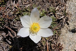 Grandalla flower, the national symbol