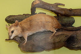 A display of a stuffed brown four-eyed opossum