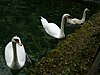 Vrelo Bosne Swans