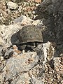 Photo showing rocky habitat of Desert tortoise at Red Rock Canyon NCA, 2020