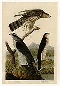 Tafel CXLI (141) – die unteren Vögel sind ihrer Zeit ent­sprechend starr gemalt, der obere Vogel hingegen zeigt die bei Audubon typische Lebendigkeit.