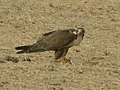 Laggar falcon (Falco jugger) feeding on a spiny-tailed lizard. The lizard was identified from its remains (tail).