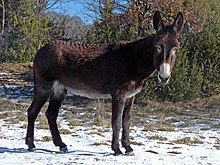 a dark-coloured donkey with pale belly and white round the muzzle