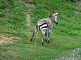 Female zebra