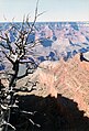 Dead tree - Grand Canyon