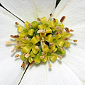 Close up of a flower cluster showing the four pale green petals on each flower.