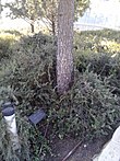 Gedenkbaum für Remy Dumoncel in Yad Vashem