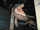 Mosasaur model suspended from exhibition gallery ceiling