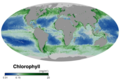 Image 59Ocean surface chlorophyll concentrations in October 2019. The concentration of chlorophyll can be used as a proxy to indicate how many phytoplankton are present. Thus on this global map green indicates where a lot of phytoplankton are present, while blue indicates where few phytoplankton are present. – NASA Earth Observatory 2019. (from Marine food web)
