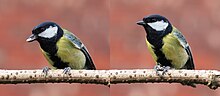 Male great tit on branch with sunflower seed