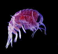 Tiny shrimp-like crustaceans