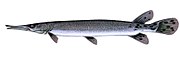 Gars (along with the bowfin) are the only surviving members of the Holostei